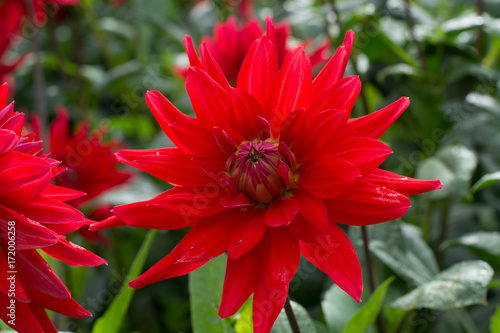 Fototapeta Naklejka Na Ścianę i Meble -  Red dahlia flower, Beautiful bouquet or decoration from the garden