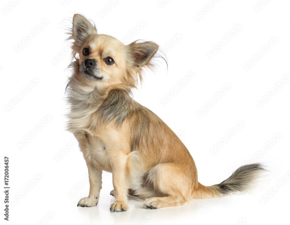 Chihuahua Chihuahua