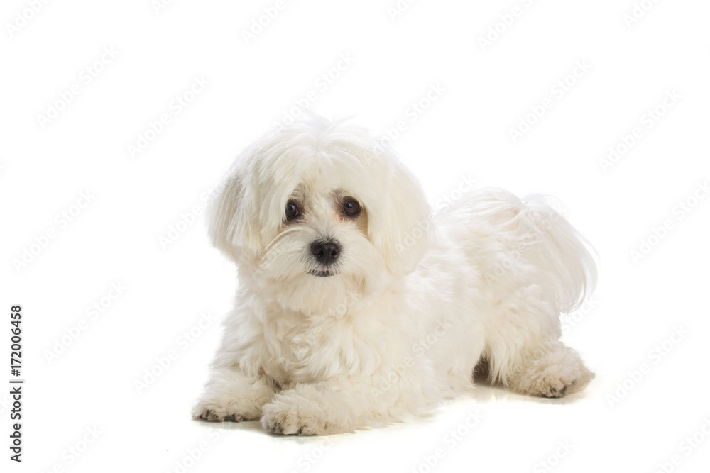 Lovely bichon on white background