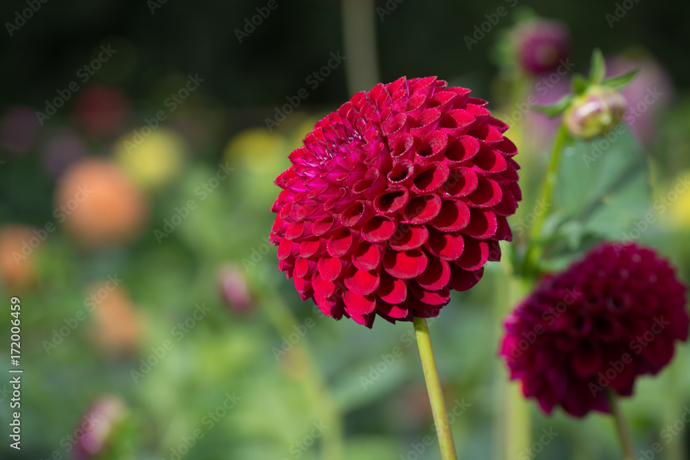 Red dahlia flower, Beautiful bouquet or decoration from the garden Red dahlia flower, Beautiful bouquet or decoration from the garden