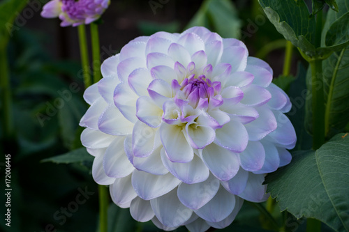 Fototapeta Naklejka Na Ścianę i Meble -  White dahlia flower, beautiful bouquet or decoration from the garden