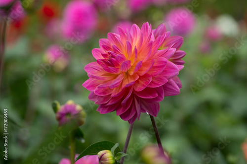 Fototapeta Naklejka Na Ścianę i Meble -  Pink rose dahlia flower, beatyful bouquet or decoration from the garden