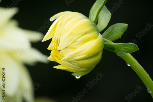 Yellow dahlia flower, beatyful bouquet or decoration from the garden photo