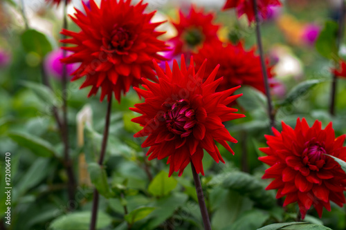 Fototapeta Naklejka Na Ścianę i Meble -  Red dahlia flower, Beautiful bouquet or decoration from the garden