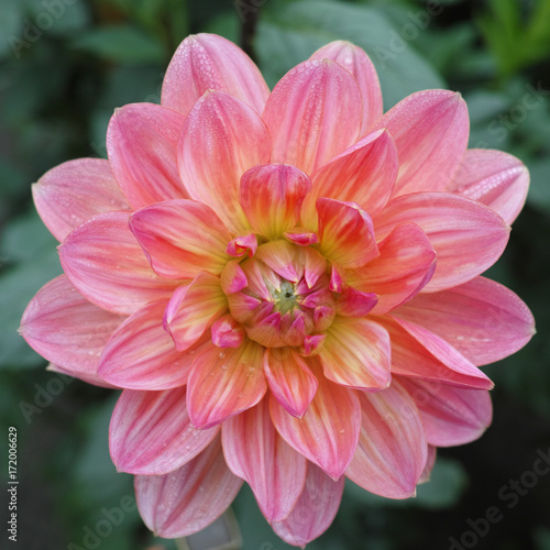 Pink rose dahlia flower, Beautiful bouquet or decoration from the garden