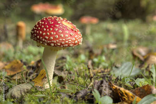 mushroom amanita photo