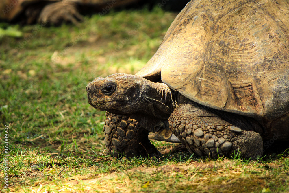 Obraz premium Turtle