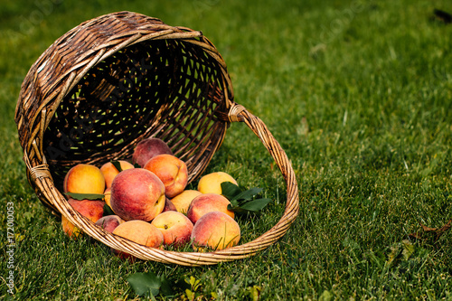 Ripe peaches with leaves on a wooden board on a background of green leaves