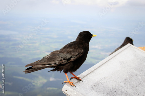 Alpine birds after rain  Mount Pilatus  Switzerland