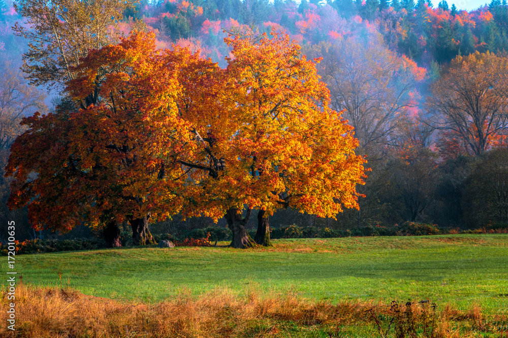 Autumn Foliage #1 Autumn Foliage #1