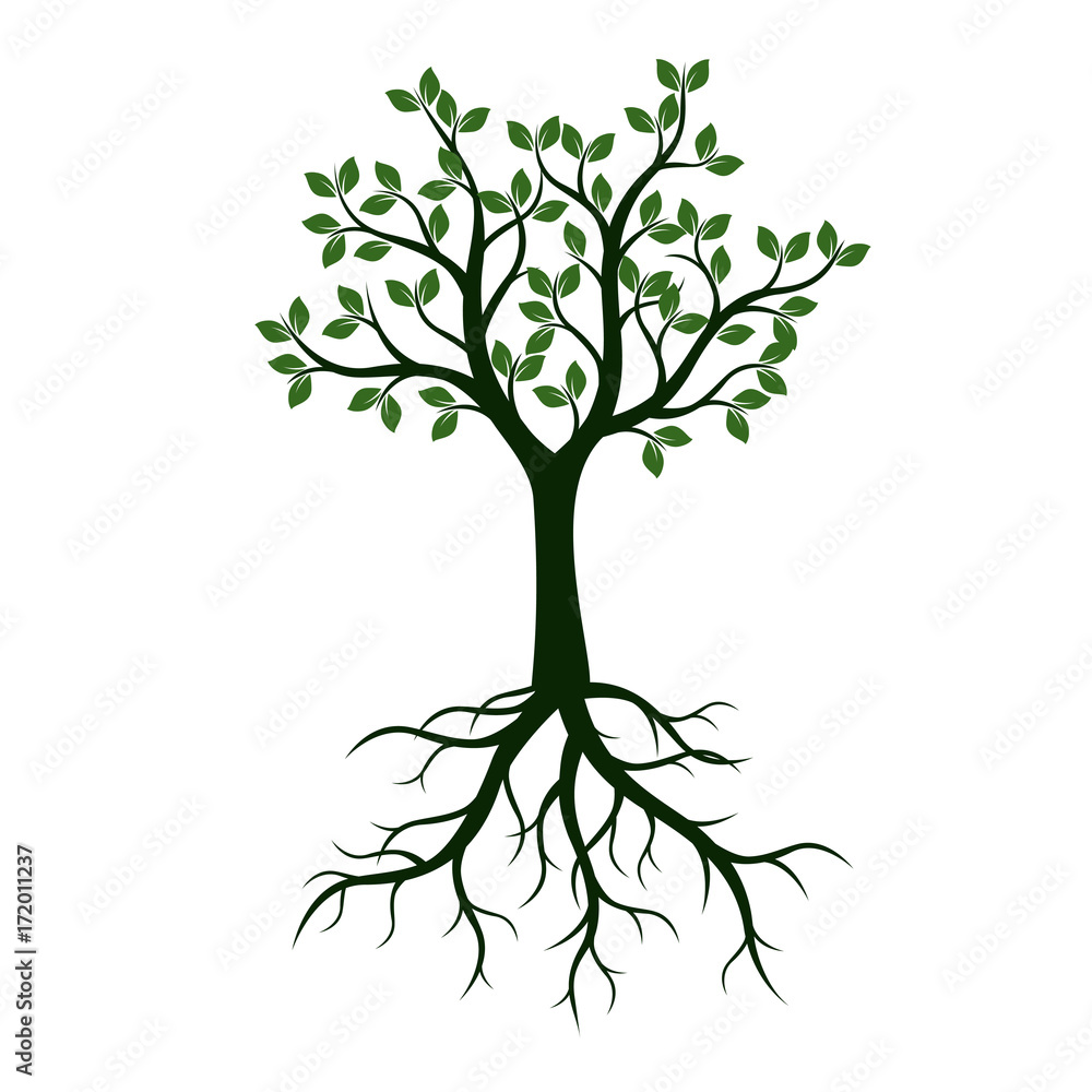 Green Tree with Leaves and Roots. Vector Illustration. Green Tree with Leaves and Roots. Vector Illustration.