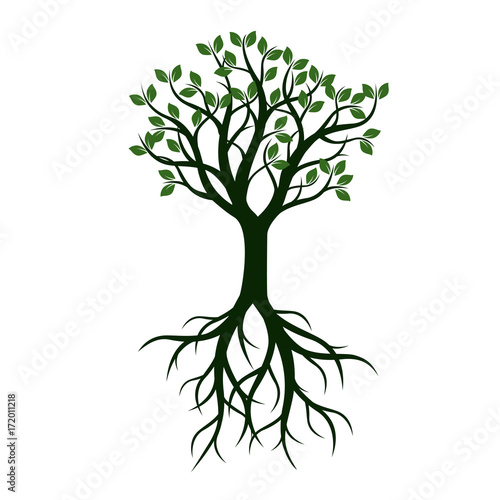 Green Tree with Leaves and Roots. Vector Illustration.