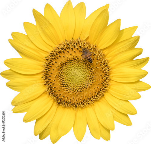 Fototapeta Naklejka Na Ścianę i Meble -  Isolated Sunflower