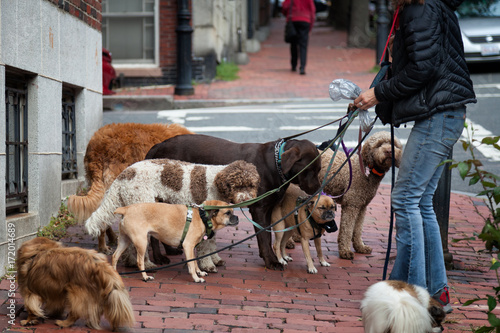 Dog walker with eight dogs on leashes. Location: Beacon Hill, Boston