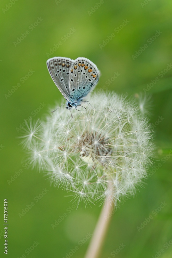 Blue butterfly sitting on white dandellion on green grass