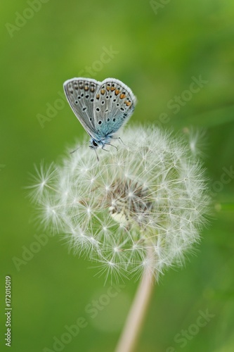 Obraz na płótnie Blue butterfly sitting on white dandellion on green grass w salonie
