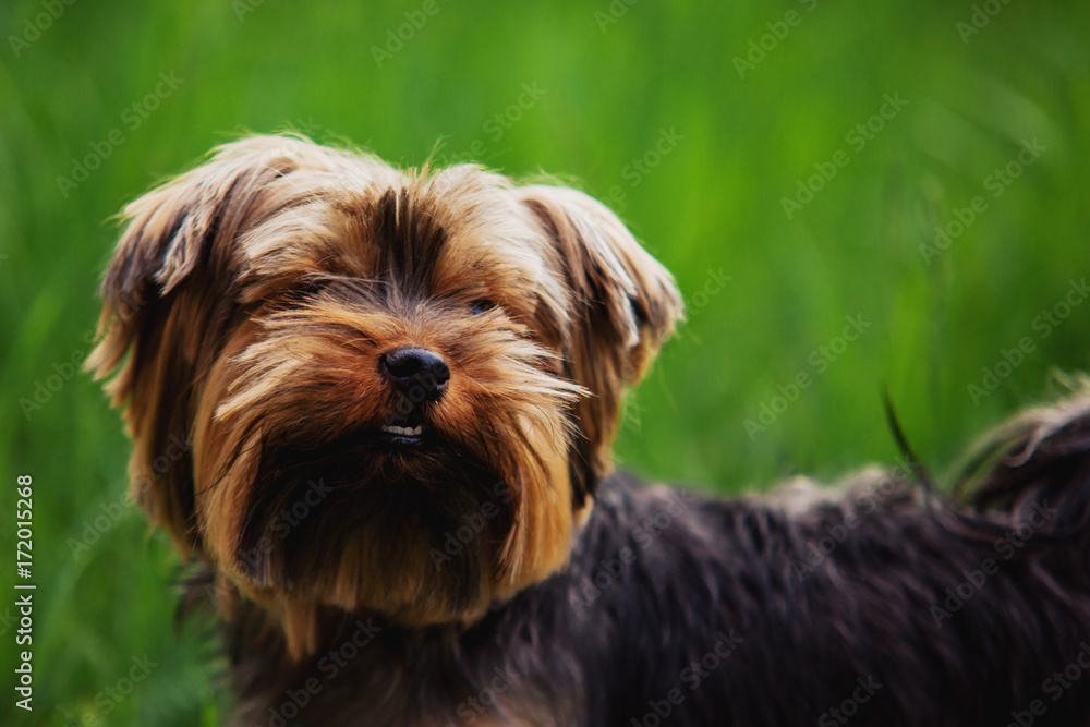 Yorkshire terrier looking up on a background of green grass