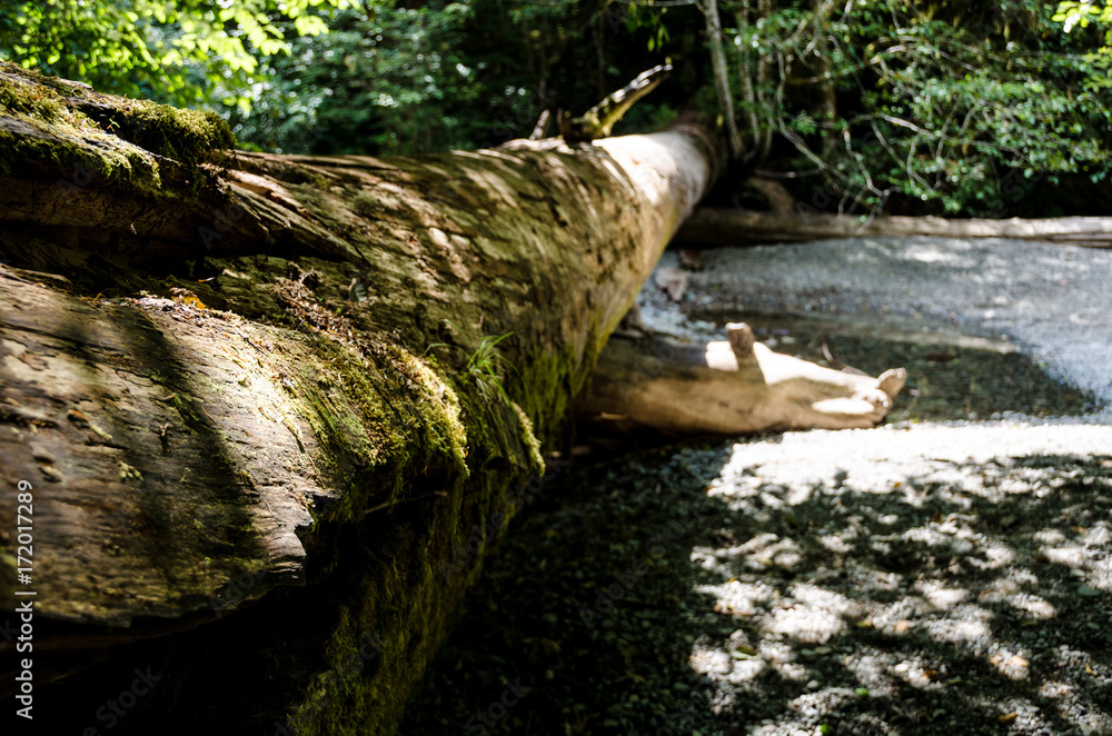 Foto A log across a dry streambed in Cathedral Grove near Port Alberni, British Colum