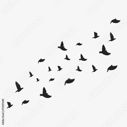 Birds. Vector illustration. Isolated. © nazar12