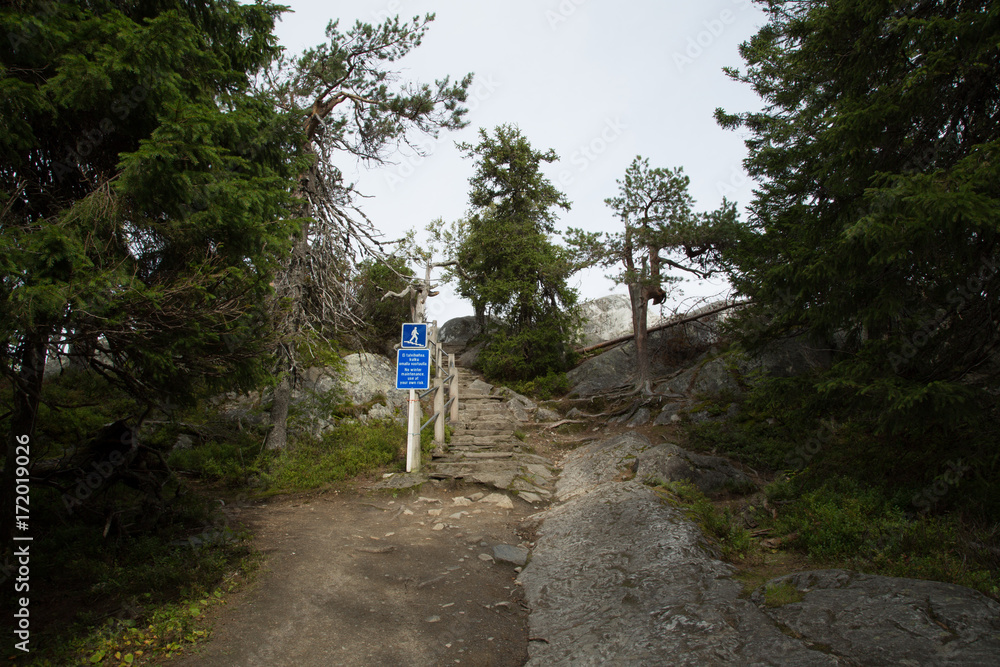 Obraz premium Kesämaisema Kolilta 