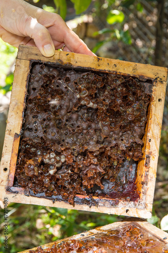 Australian Native Stingless beehive