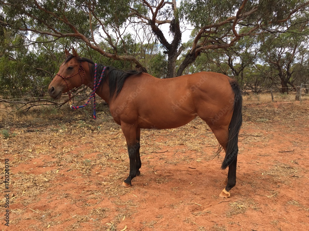 Horse standing