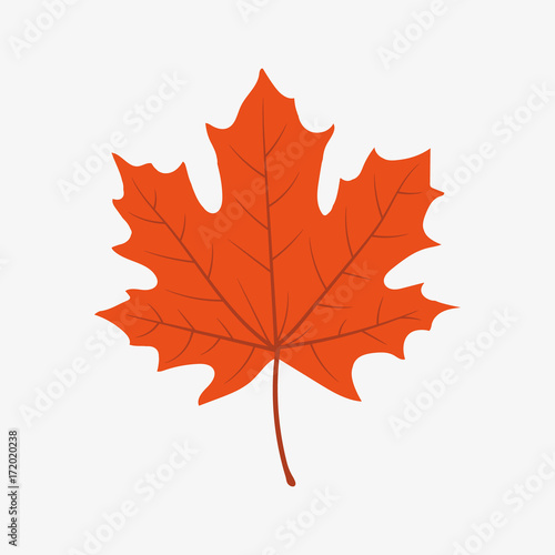 Illustration of autumn leaf. Vector.