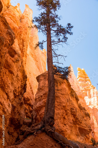 Bryce Canyon National Park, Utah, Hoodoos, Spires Pinnacles, Red Rock