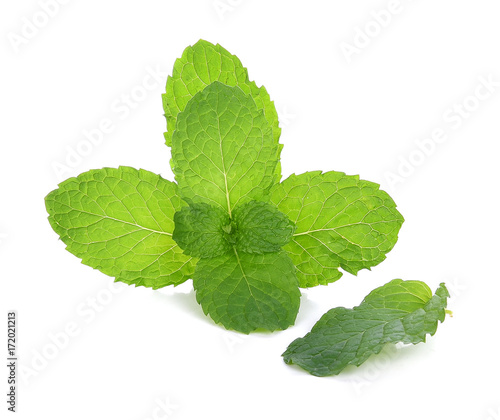 Mint leaf green plants isolated on white background
