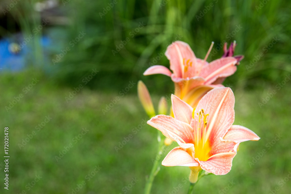 Fototapeta premium shiny lily flowers