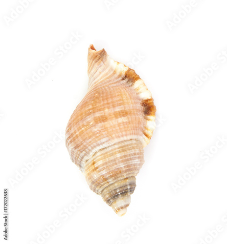 seashell in close-up isolated