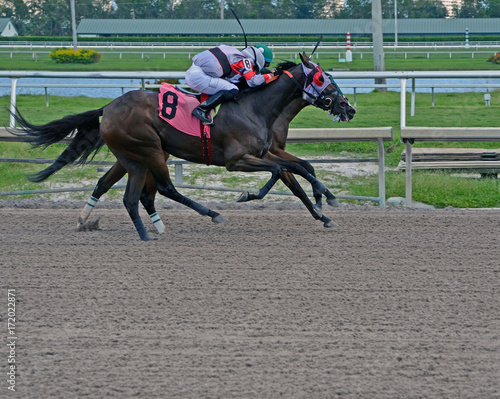 Two horses racing neck to neck, head to head, nose to nose in a very close race at a southeast florida track.