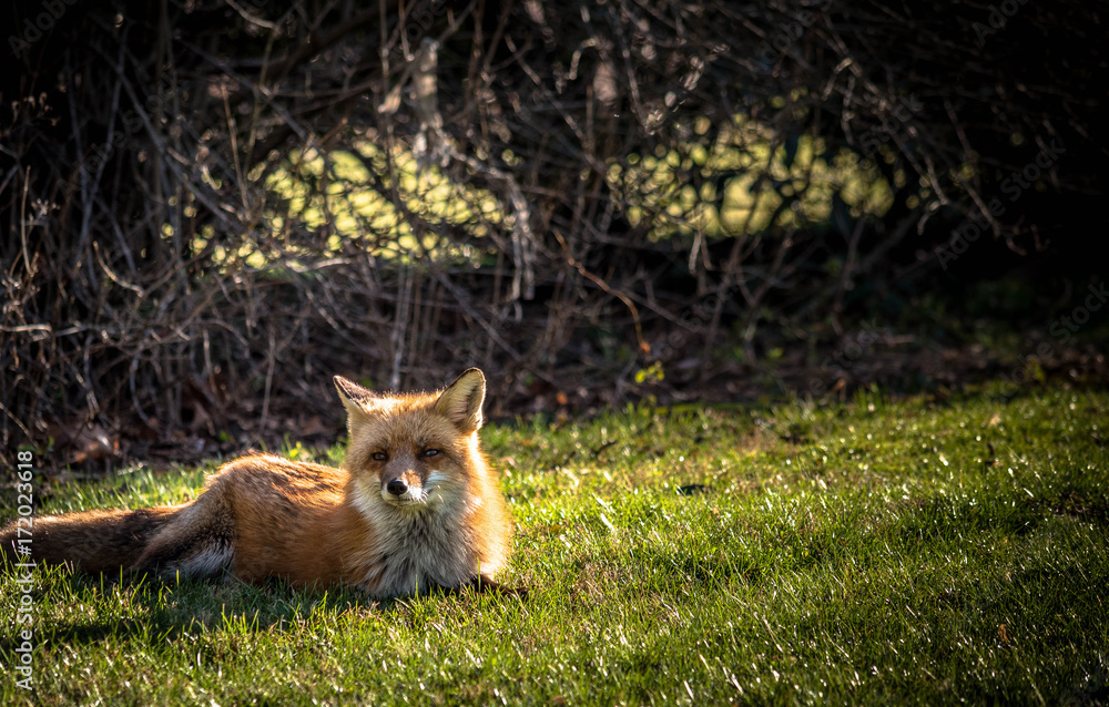 Red Fox relaxing in the afternoon sunshine in early spring Red Fox relaxing in the afternoon sunshine in early spring