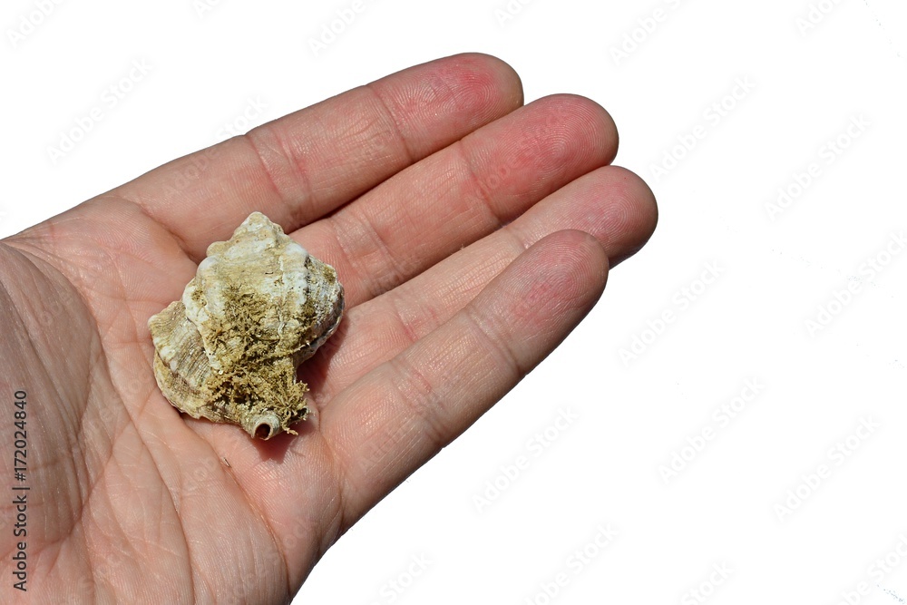 Gastropod seashell held on palm of adult man, white background Gastropod seashell held on palm of adult man, white background