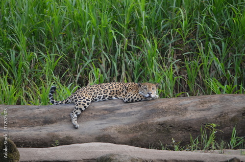 A Jaguar (Panthera Onca) rests on a log on the banks of the Tambopata River. Tambopata National Reserve, Madre de Dios, Peru © Mark