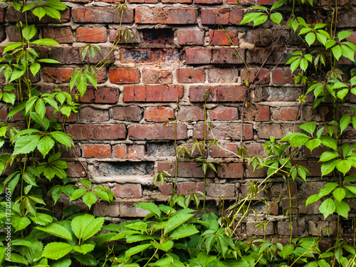 The old masonry of red brick overgrown with wild ivy and grapes.