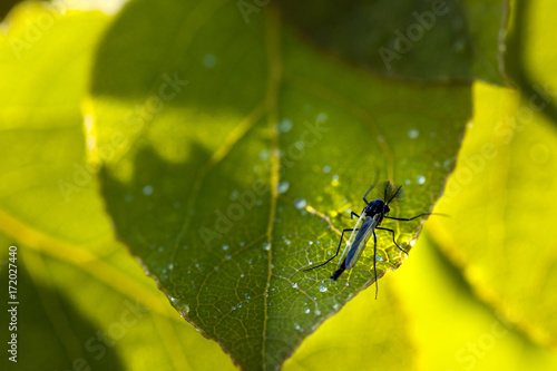 Mosquito © Nikola Bilic