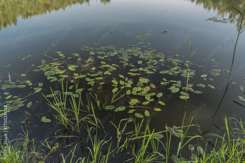 Nadnakolicky pond in south Bohemia region with water lily Nadnakolicky pond in south Bohemia region with water lily
