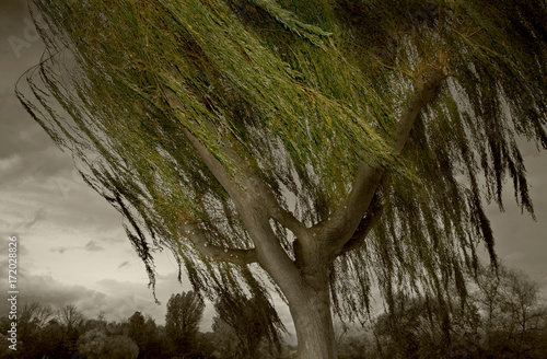 Willow tree windblown