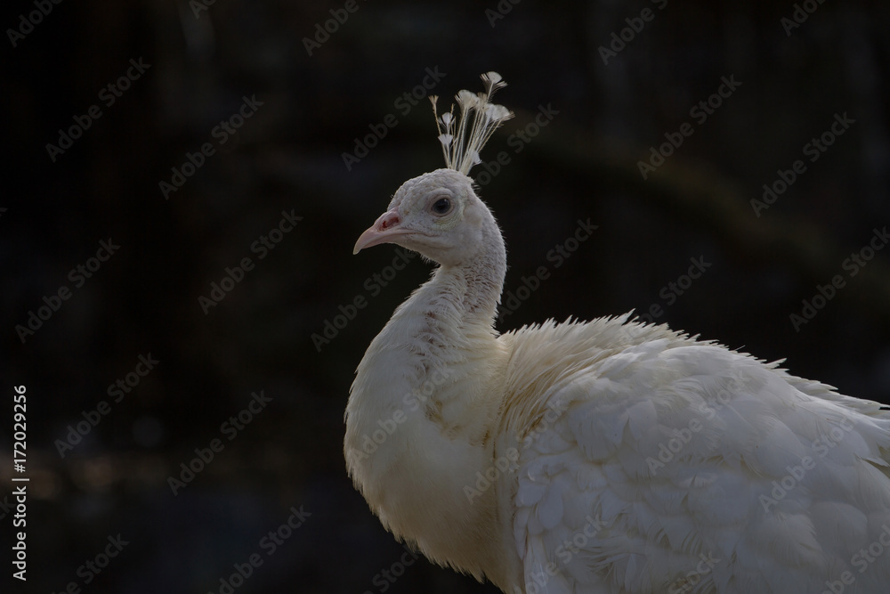Naklejka premium Close-up of beautiful white peacock