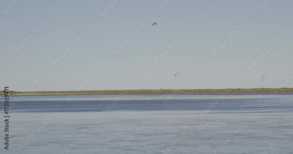 Pair of great blue herons flying over water together - wide shot Pair of great blue herons flying over water together - wide shot