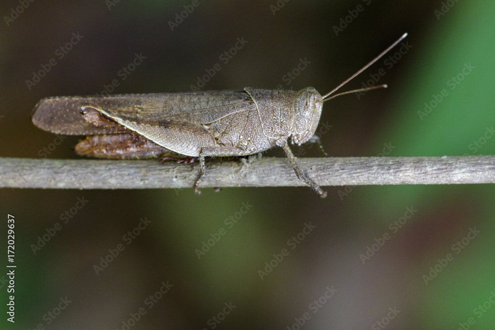 Image of Brown Short-horned Grasshoppers(Acrididae) on dry branches. Insect Animal.