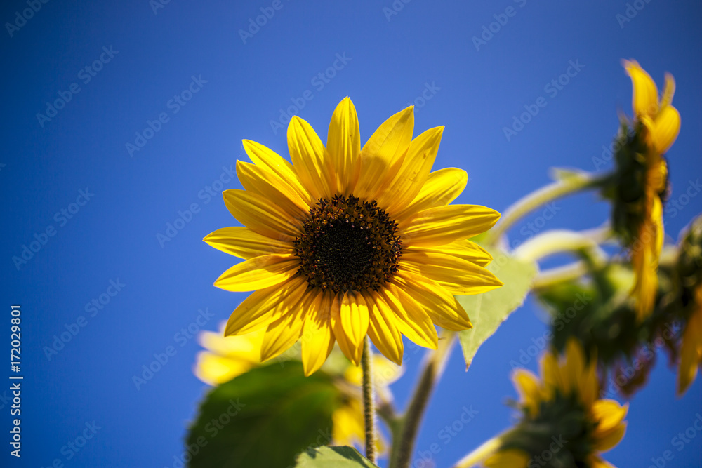 Sunflowers in the garden on an Indiana farm Sunflowers in the garden on an Indiana farm