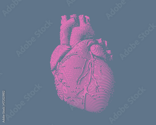 Engraving human heart illustration on blue BG