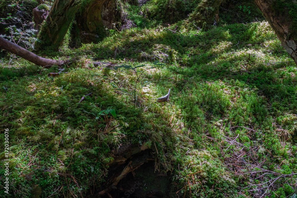 Fototapeta premium 白駒池の苔