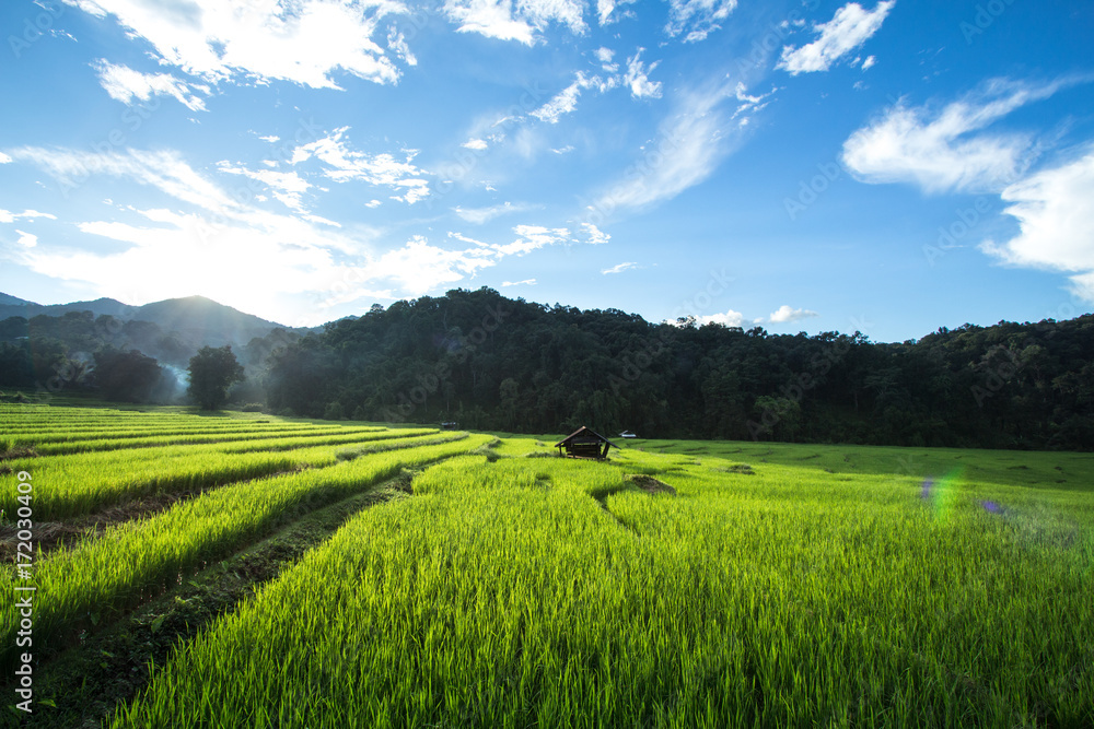 Rice fields in bright nature with evening light hut in the middle of the rice field