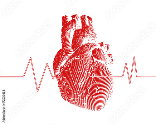 Red human heart with heart rate graph illustration