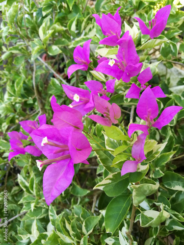 Purple bougainvillea