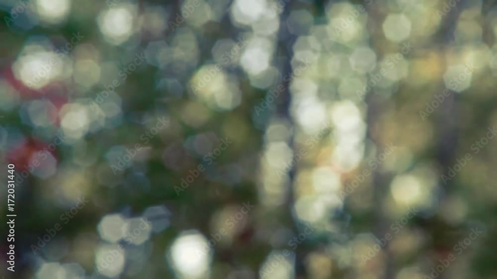 Blinking Sunlight Bokeh Shining Through Forest
