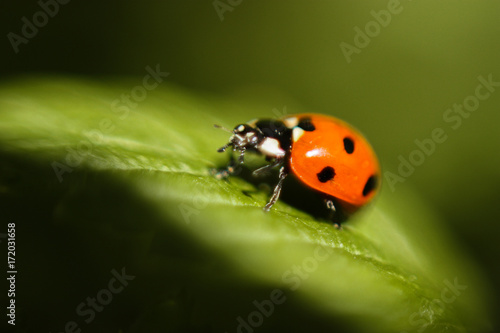 Macro of a ladybug on grass © Александра Рубакова